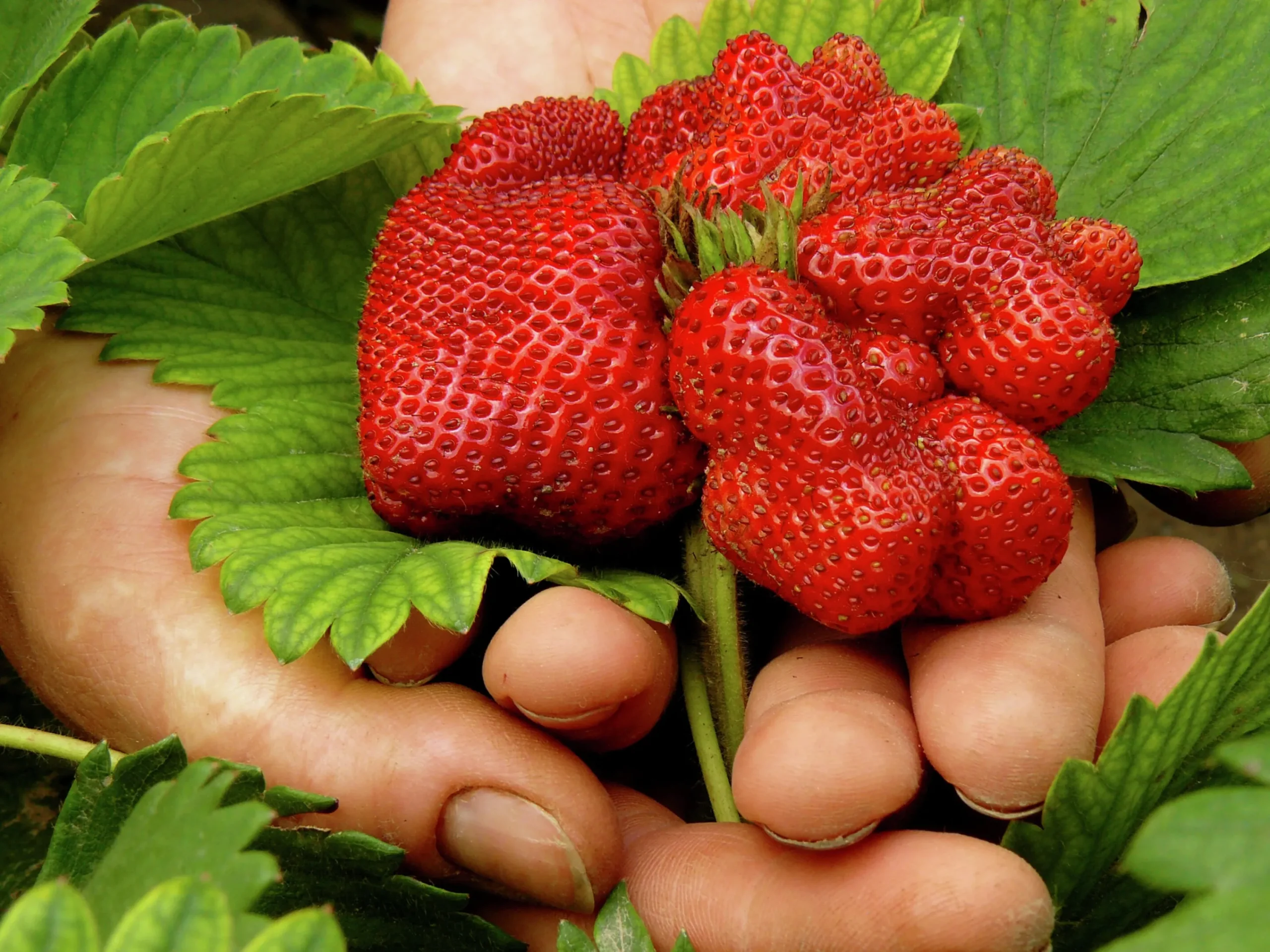 Jordgubbar lat. Fragaria x ananassa 6-p>Mäster Grön
