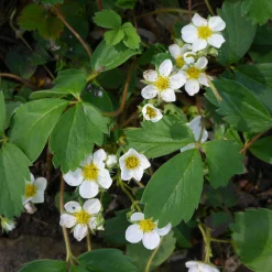 Jordgubbe 'Honeoye'>Omnia garden Online