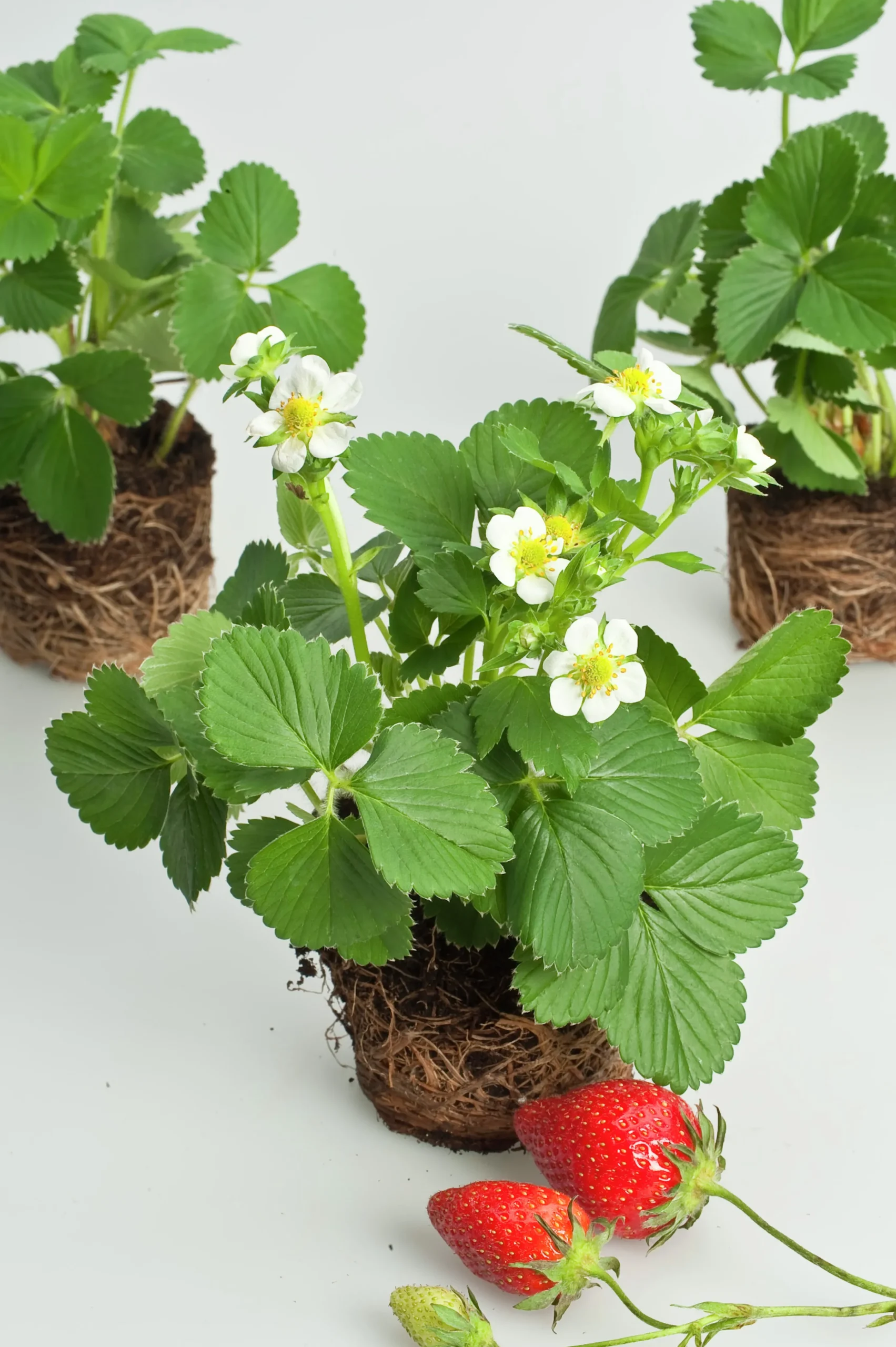 Jordgubbe 'Korona'>Omnia garden Online