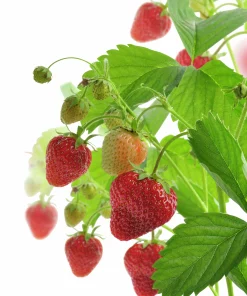 Jordgubb lat. Fragaria x ananassa Ampel>Mäster Grön Best