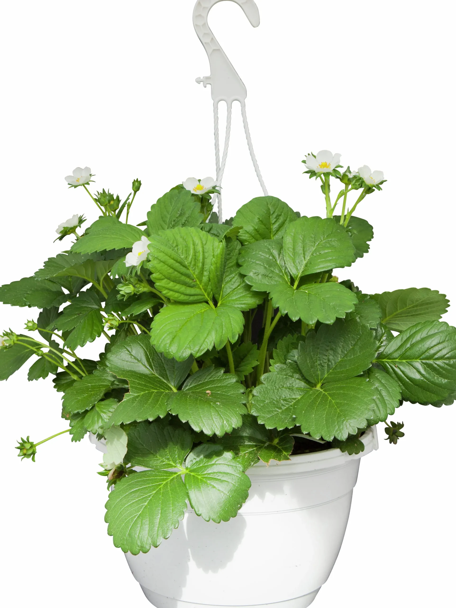 Jordgubb lat. Fragaria x ananassa Ampel>Mäster Grön Best