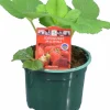 Jordgubbsplanta lat. Fragaria x ananassa 'Merlan'>Mäster Grön Best