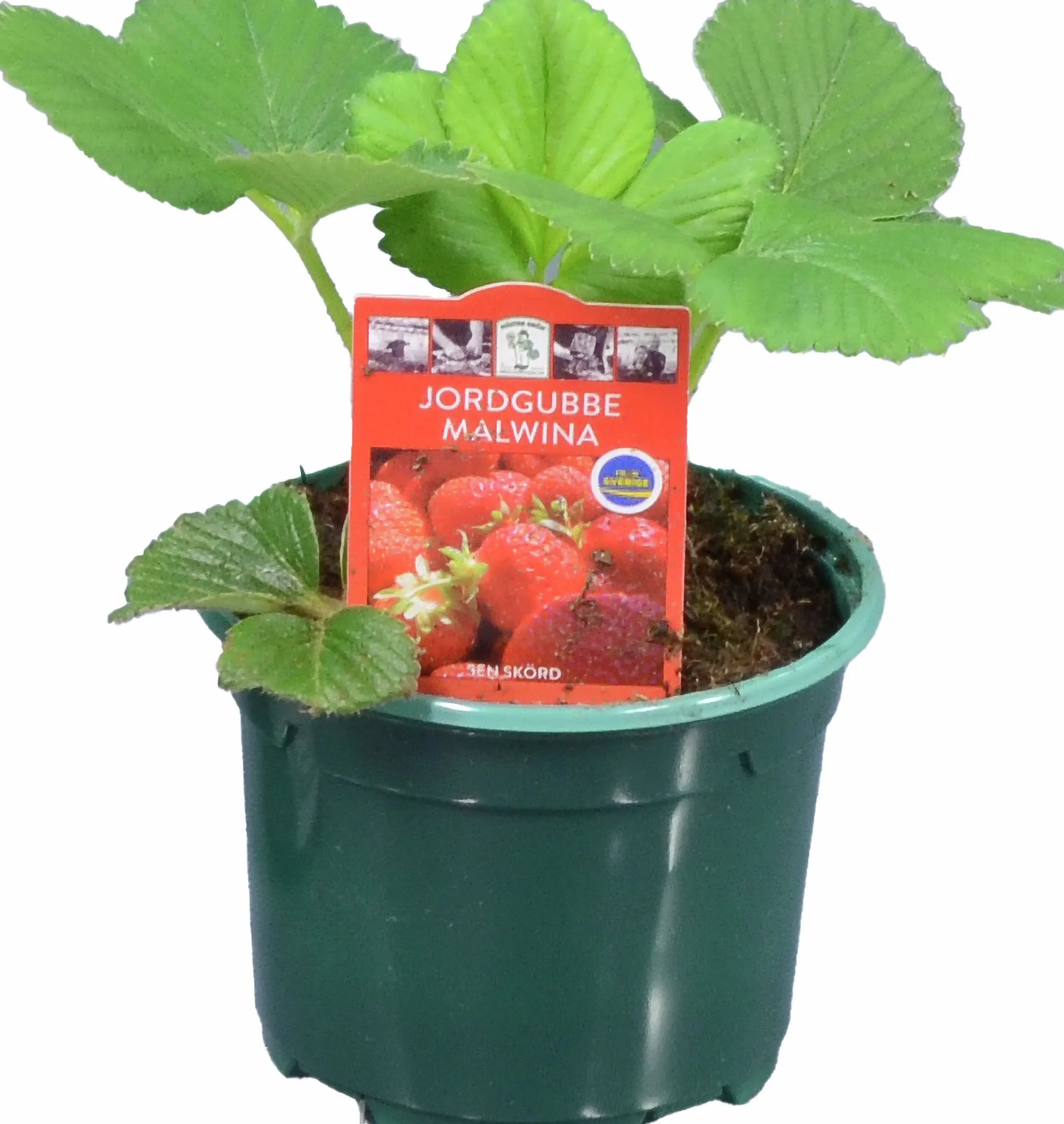 Jordgubbsplanta lat. Fragaria x ananassa 'Merlan'>Mäster Grön Best