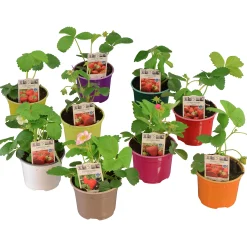 Jordgubbsplanta lat. Fragaria x ananassa 'Merlan'>Mäster Grön Best