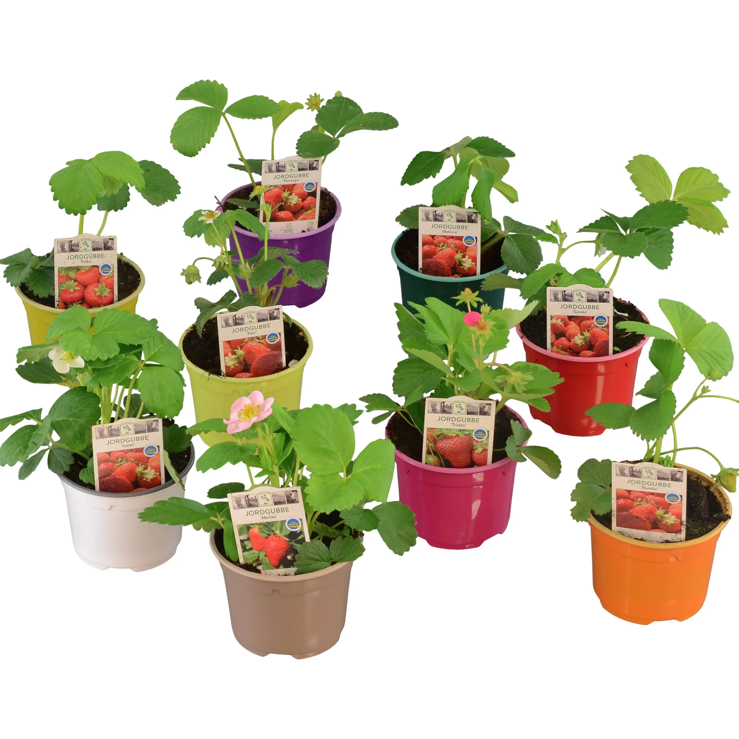 Jordgubbsplanta lat. Fragaria x ananassa 'Merlan'>Mäster Grön Best