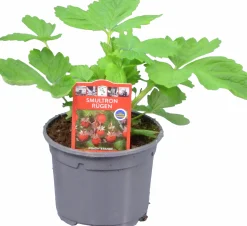 Jordgubbsplanta lat. Fragaria x ananassa 'Merlan'><noscript><img width=