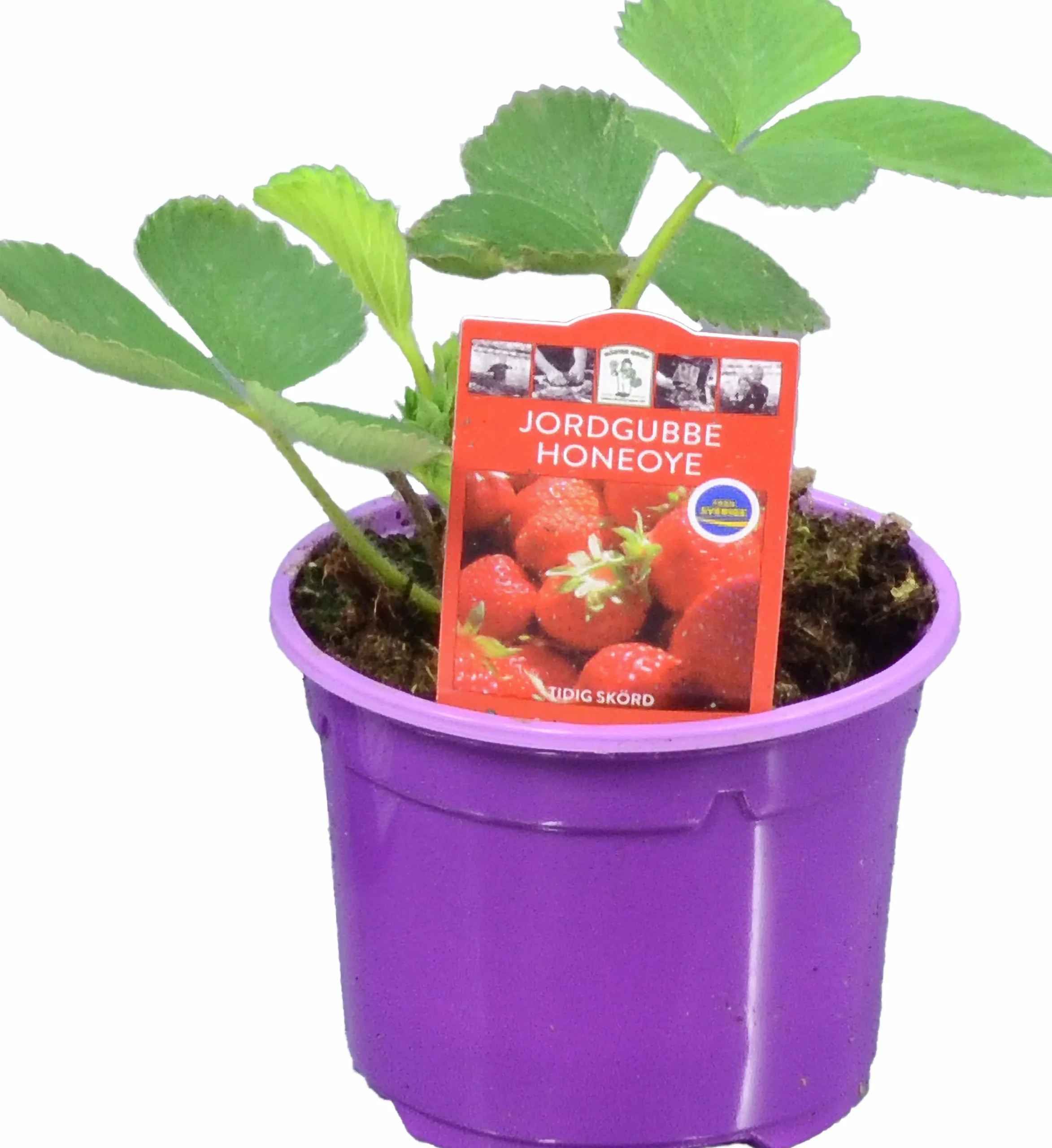 Jordgubbsplanta lat. Fragaria x ananassa 'Merlan'>Mäster Grön Best