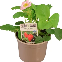 Jordgubbsplanta lat. Fragaria x ananassa 'Merlan'><noscript><img width=