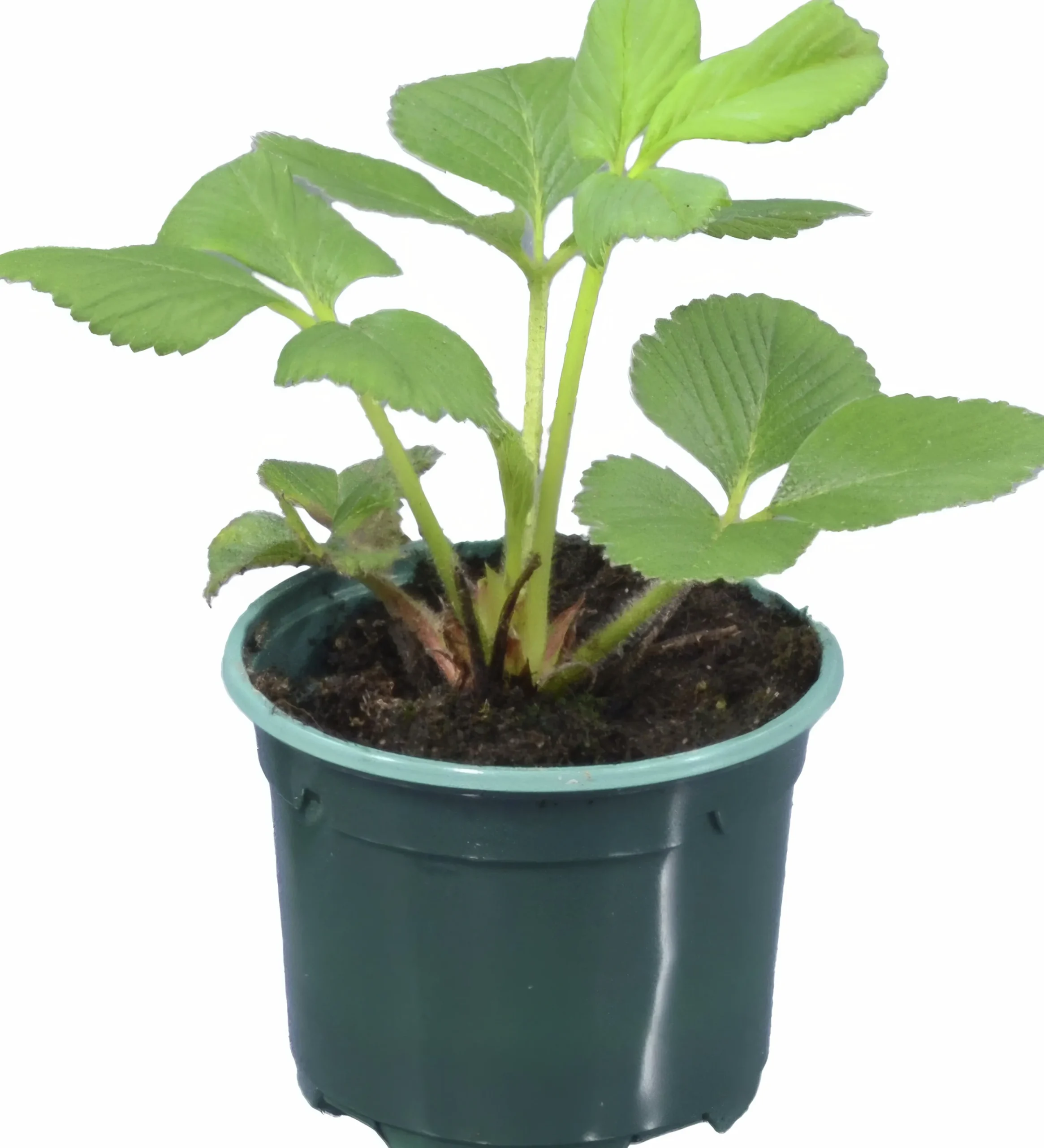 Jordgubbsplanta lat. Fragaria x ananassa 'Merlan'>Mäster Grön Best