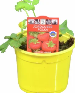 Jordgubbsplanta lat. Fragaria x ananassa 'Merlan'><noscript><img width=