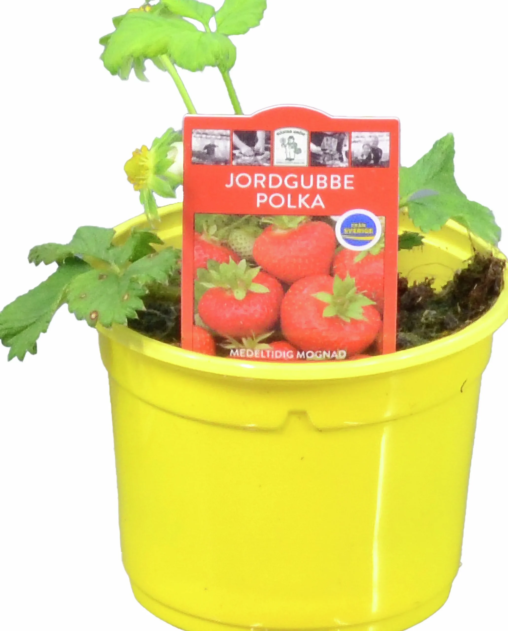 Jordgubbsplanta lat. Fragaria x ananassa 'Merlan'>Mäster Grön Best