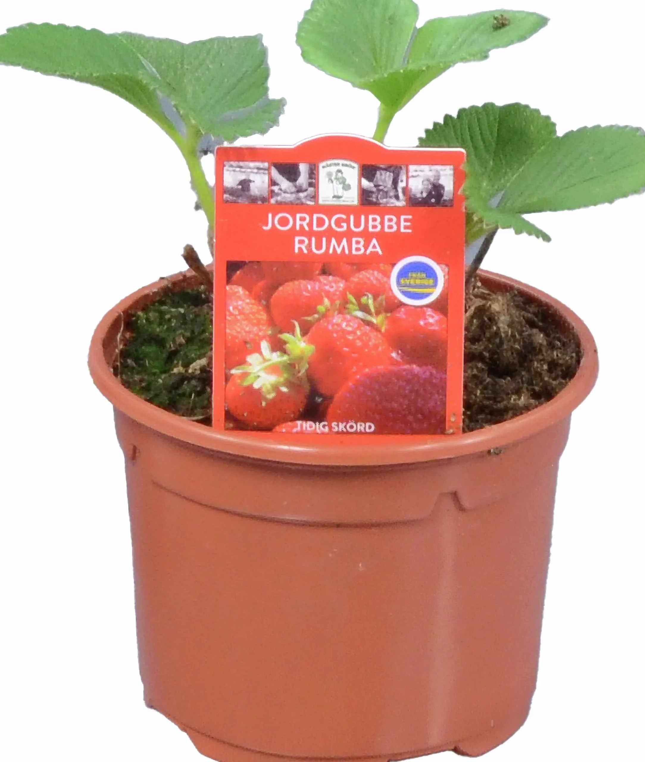 Jordgubbsplanta lat. Fragaria x ananassa 'Merlan'>Mäster Grön Best