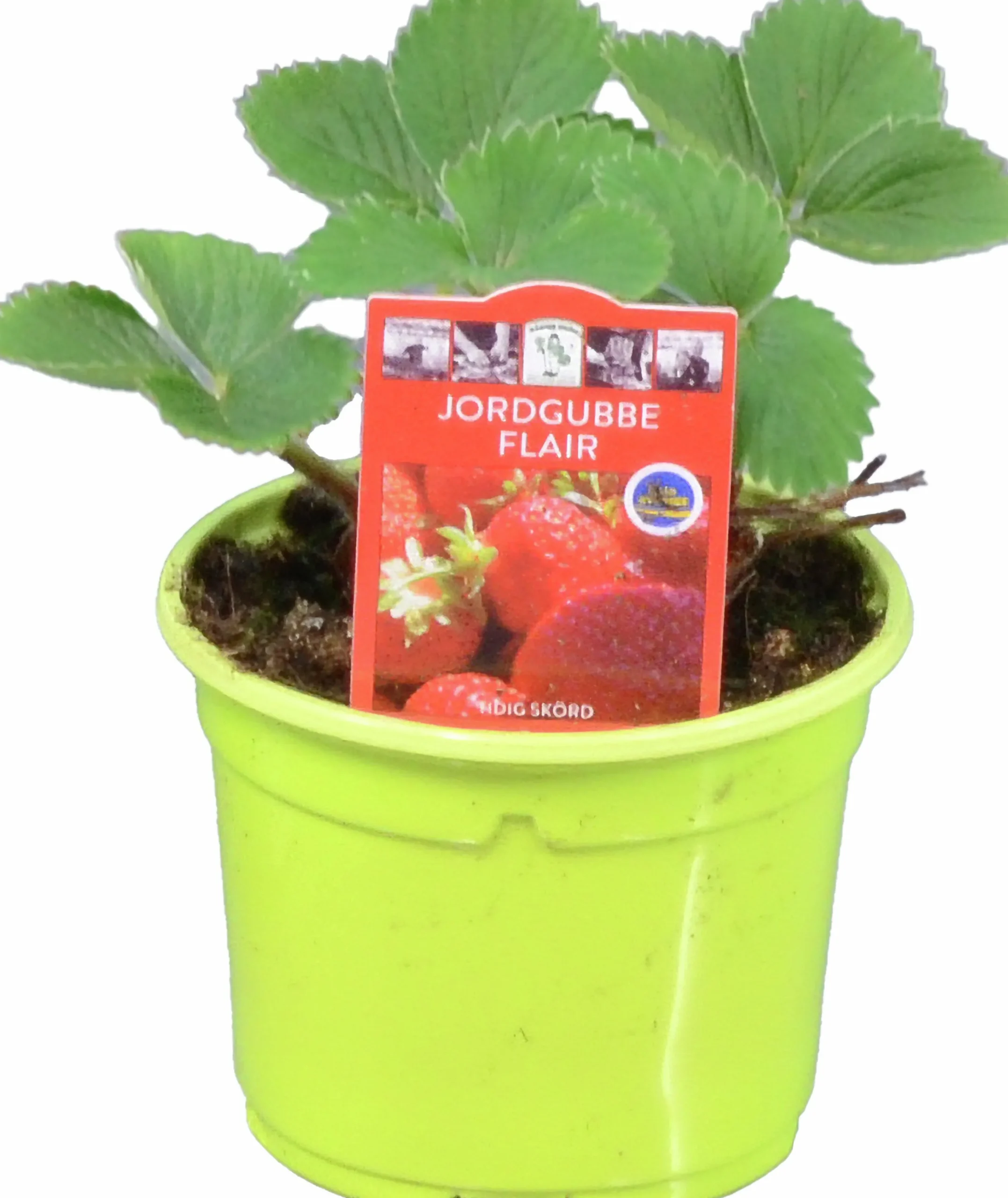 Jordgubbsplanta lat. Fragaria x ananassa 'Merlan'>Mäster Grön Best