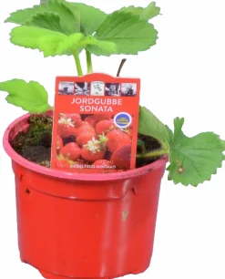 Jordgubbsplanta lat. Fragaria x ananassa 'Merlan'><noscript><img width=