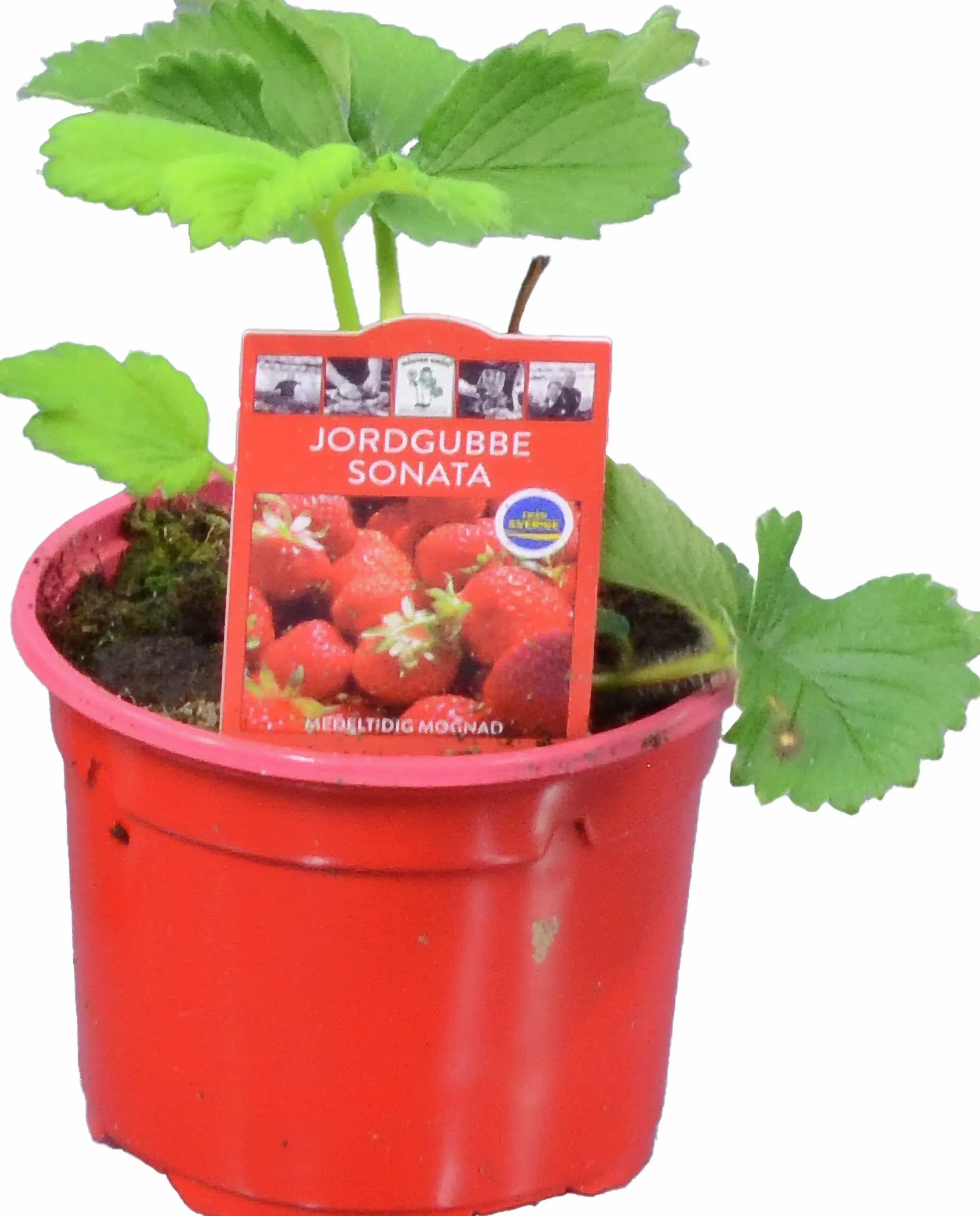 Jordgubbsplanta lat. Fragaria x ananassa 'Merlan'>Mäster Grön Best