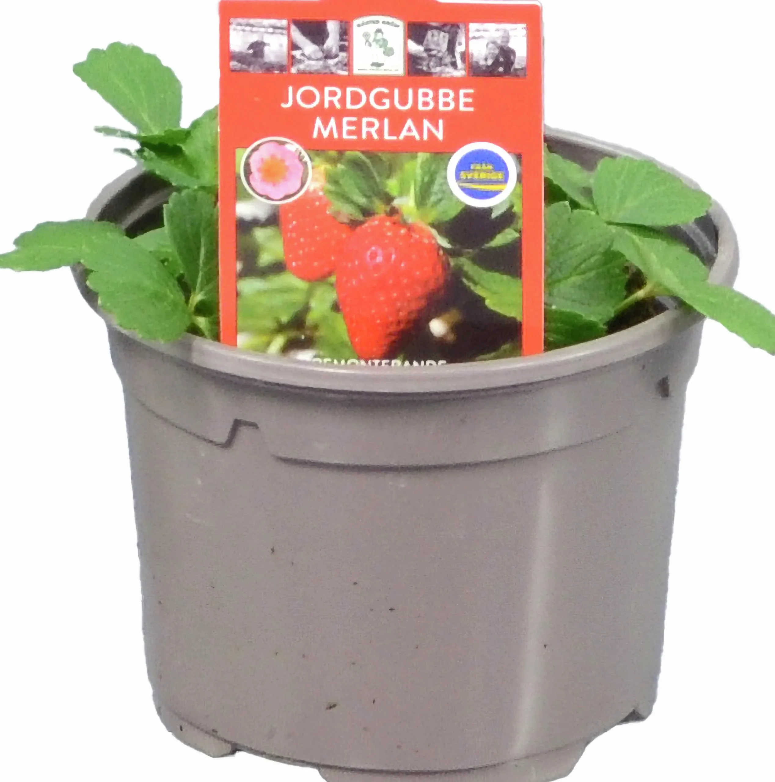 Jordgubbsplanta lat. Fragaria x ananassa 'Merlan'>Mäster Grön Best