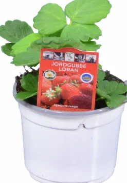 Jordgubbsplanta lat. Fragaria x ananassa 'Merlan'><noscript><img width=