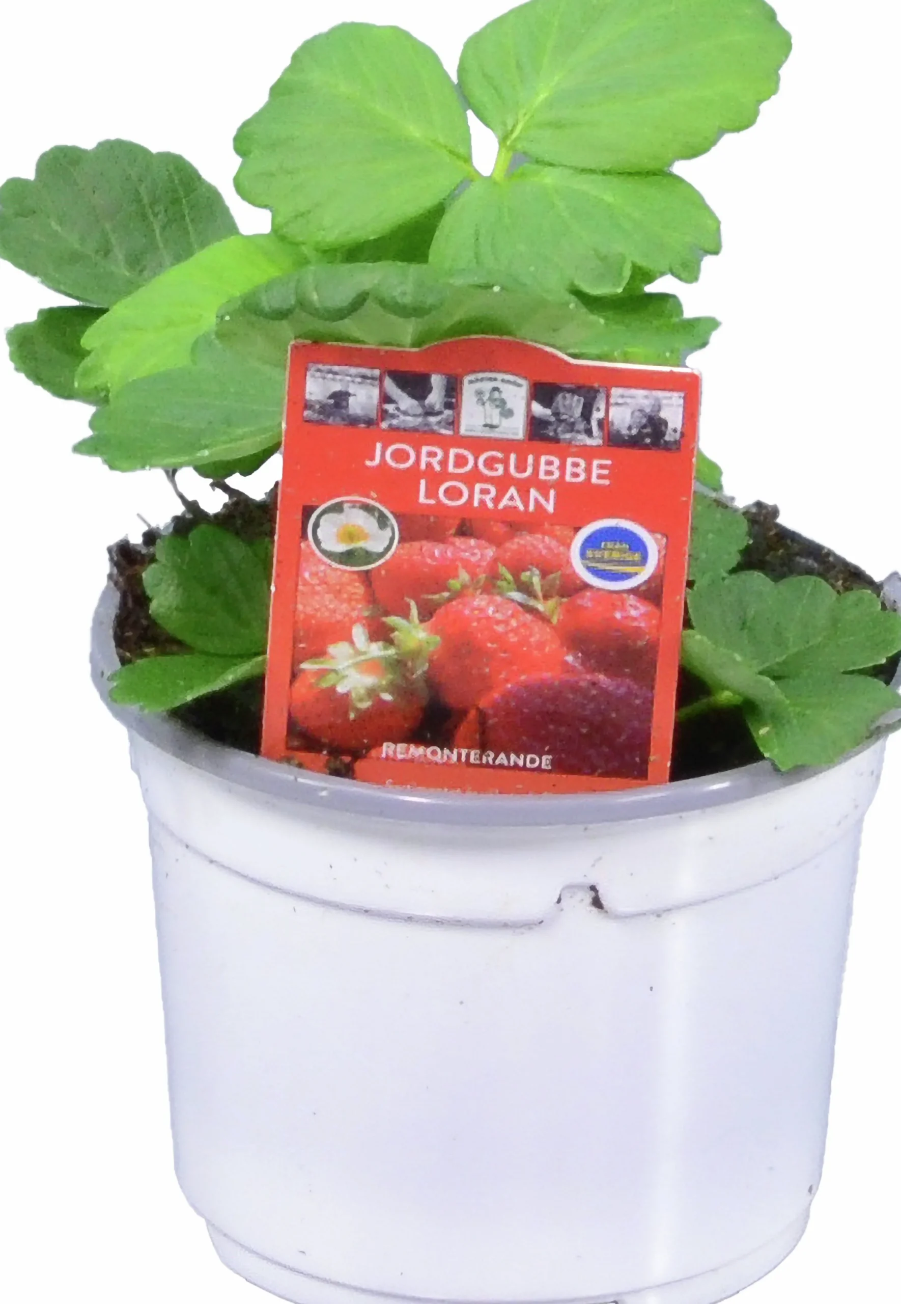 Jordgubbsplanta lat. Fragaria x ananassa 'Merlan'>Mäster Grön Best