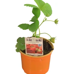 Jordgubbsplanta lat. Fragaria x ananassa 'Merlan'><noscript><img width=