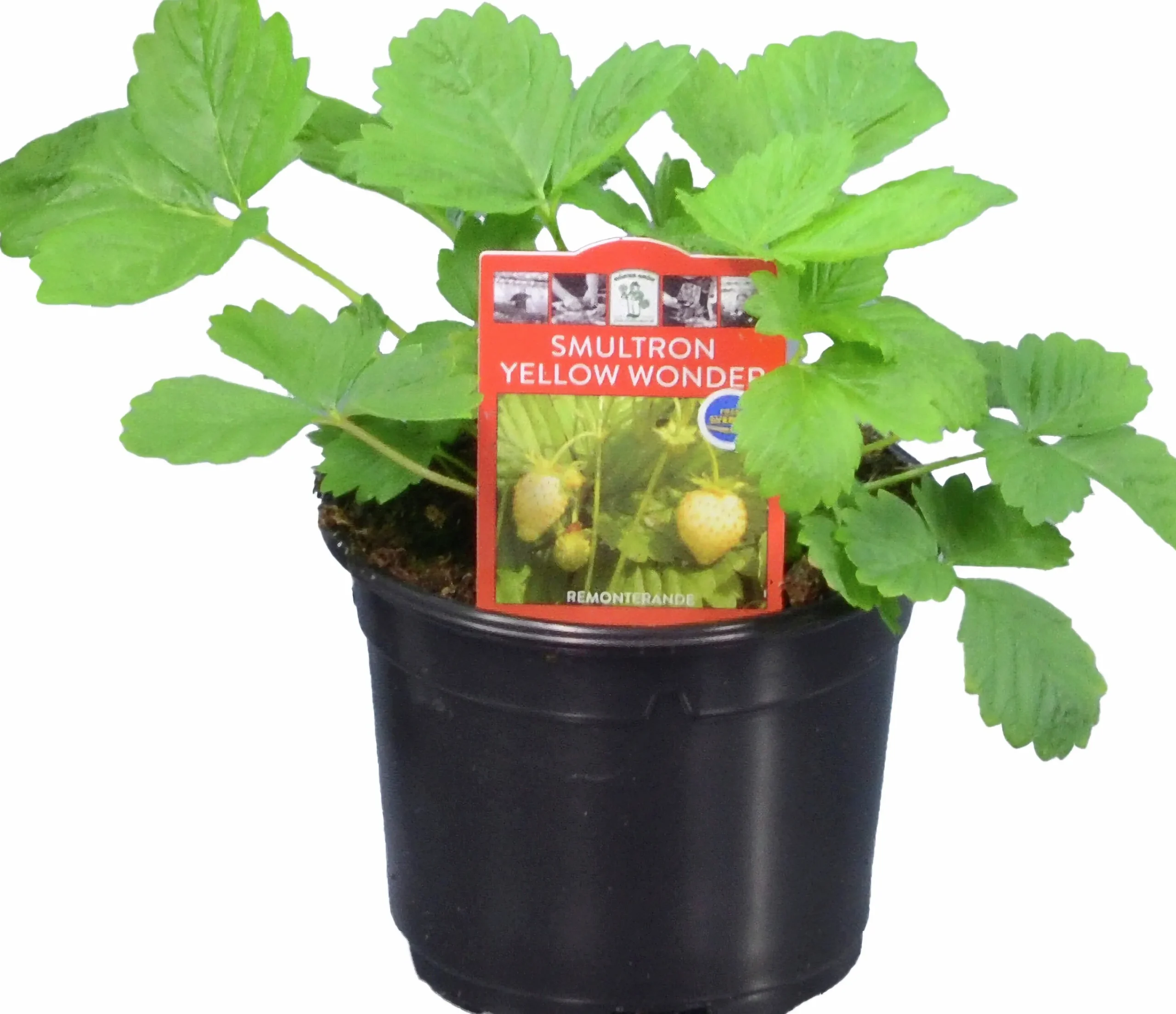 Jordgubbsplanta lat. Fragaria x ananassa 'Merlan'>Mäster Grön Best