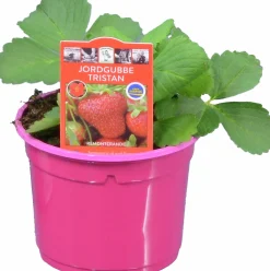 Jordgubbsplanta lat. Fragaria x ananassa 'Merlan'><noscript><img width=