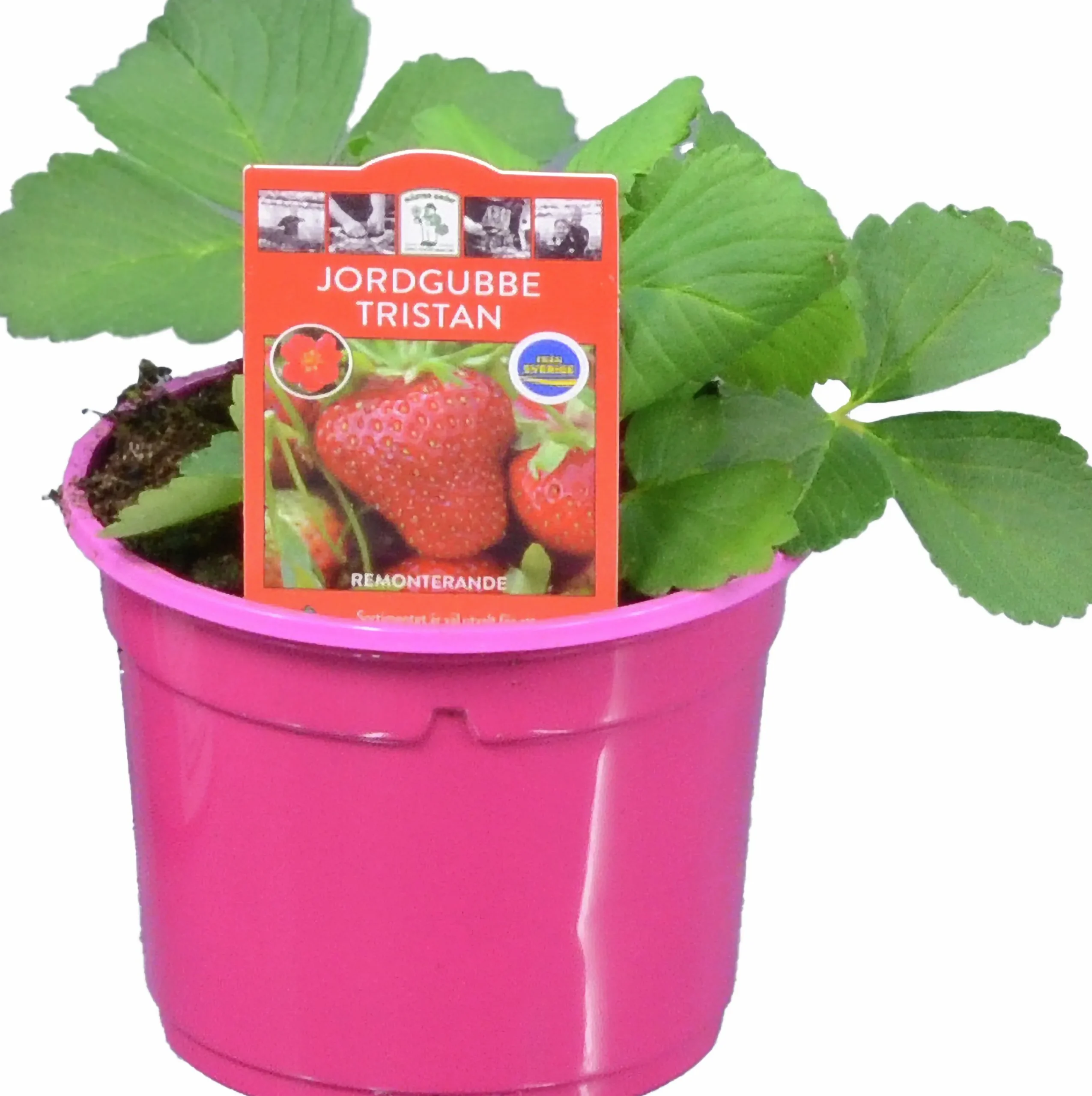 Jordgubbsplanta lat. Fragaria x ananassa 'Merlan'>Mäster Grön Best