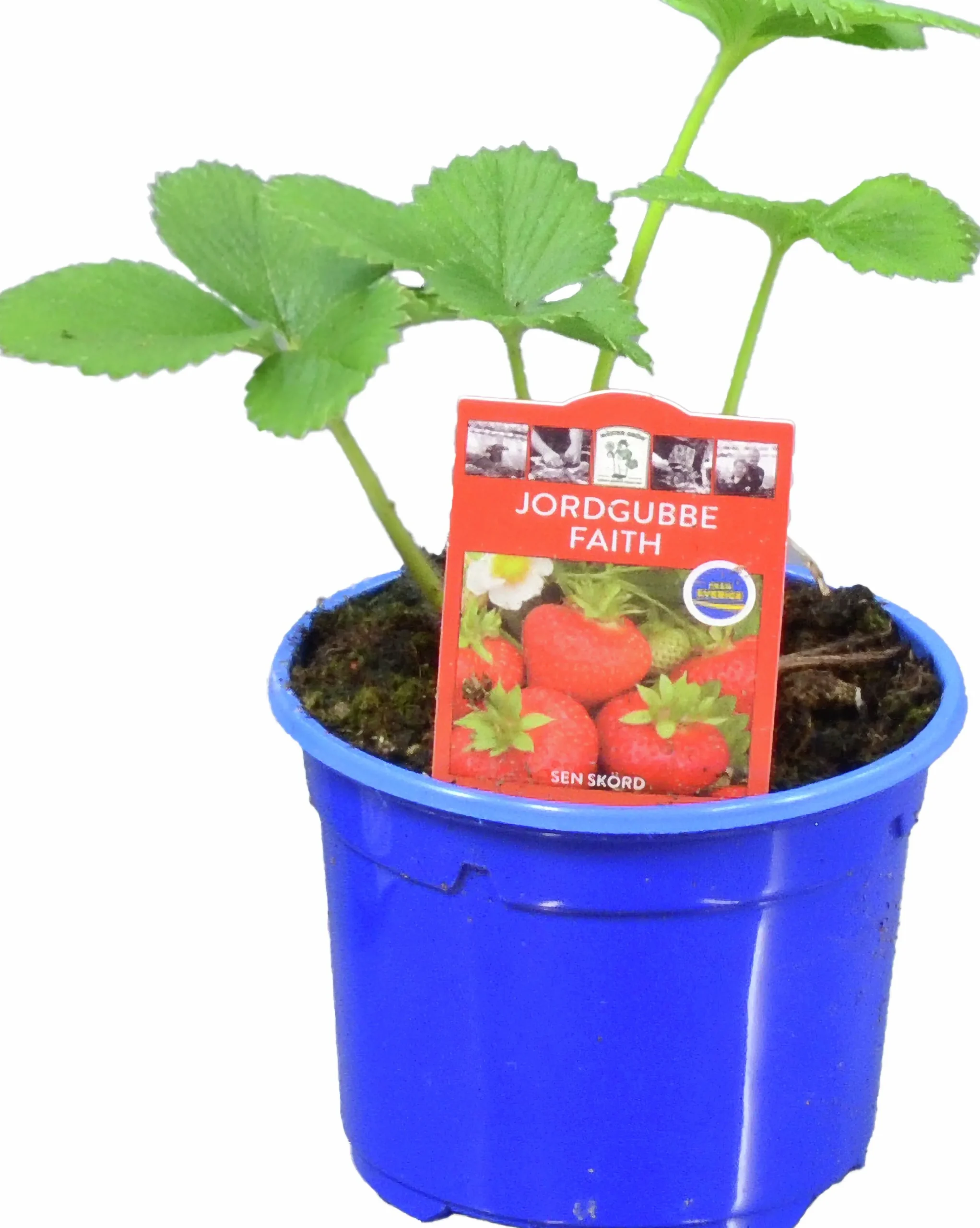 Jordgubbsplanta lat. Fragaria x ananassa 'Merlan'>Mäster Grön Best