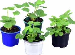 Jordgubbsplanta lat. Fragaria x ananassa 'Merlan'><noscript><img width=