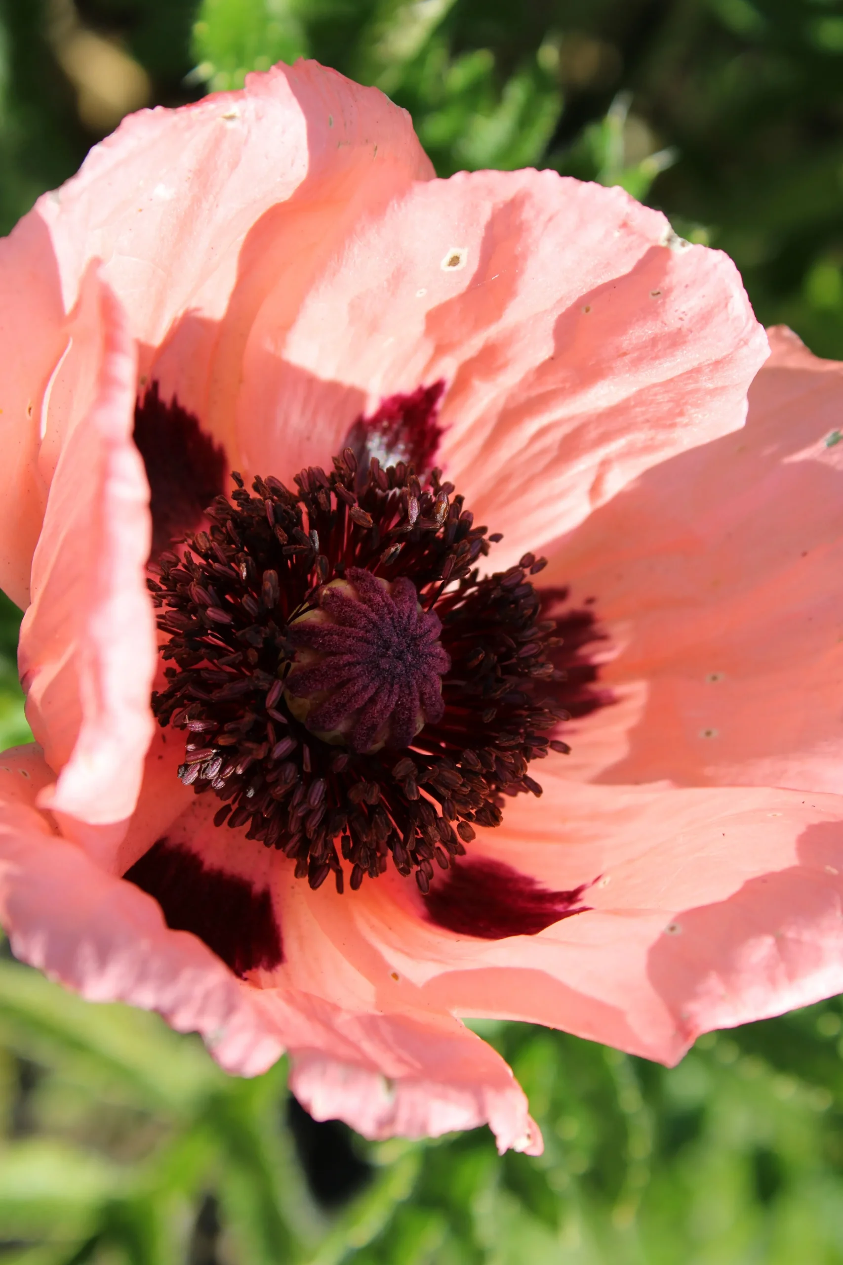 Jättevallmo 'Prinzessin Viktoria Louise'>Omnia garden Best