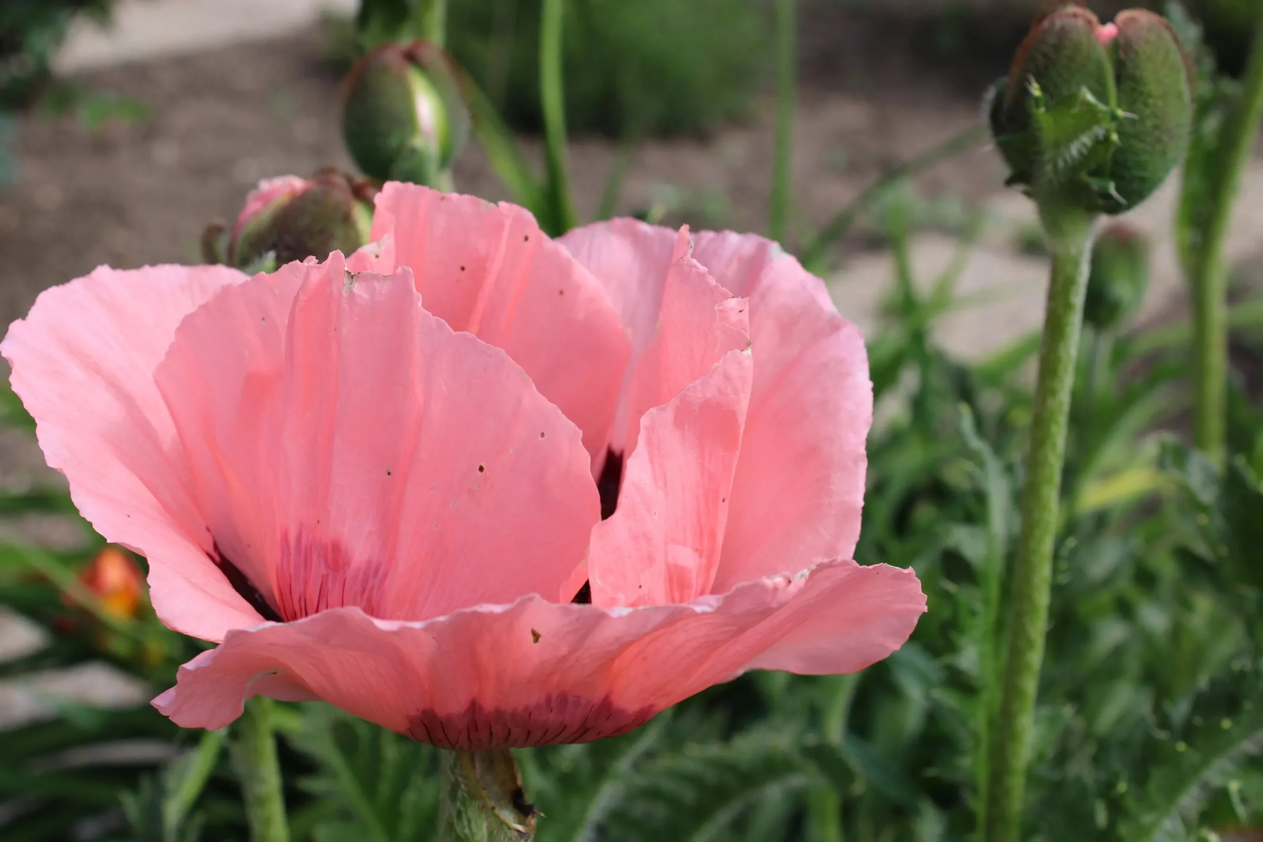 Jättevallmo 'Prinzessin Viktoria Louise'>Omnia garden Best