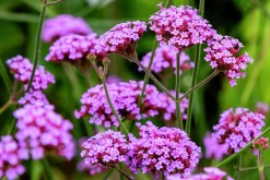 Jätteverbena>Omnia garden Clearance