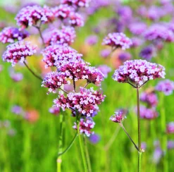 Jätteverbena>Omnia garden Clearance