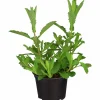 Jätteverbena lat. Verbena bonariensis 'Purple Tower'>Mäster Grön Discount