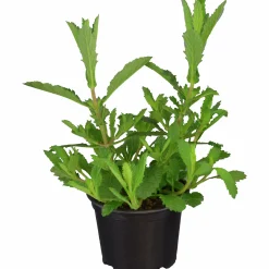 Jätteverbena lat. Verbena bonariensis 'Purple Tower'>Mäster Grön Discount