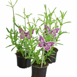 Jätteverbena lat. Verbena bonariensis 'Purple Tower'><noscript><img width=