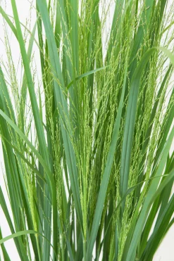 Jungfruhirs Prydnadshirs 'Northwind' 2L><noscript><img width=