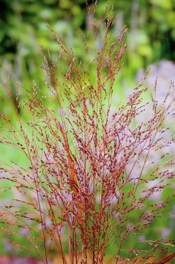 Jungfruhirs 'Squaw' 2L>Omnia garden Online