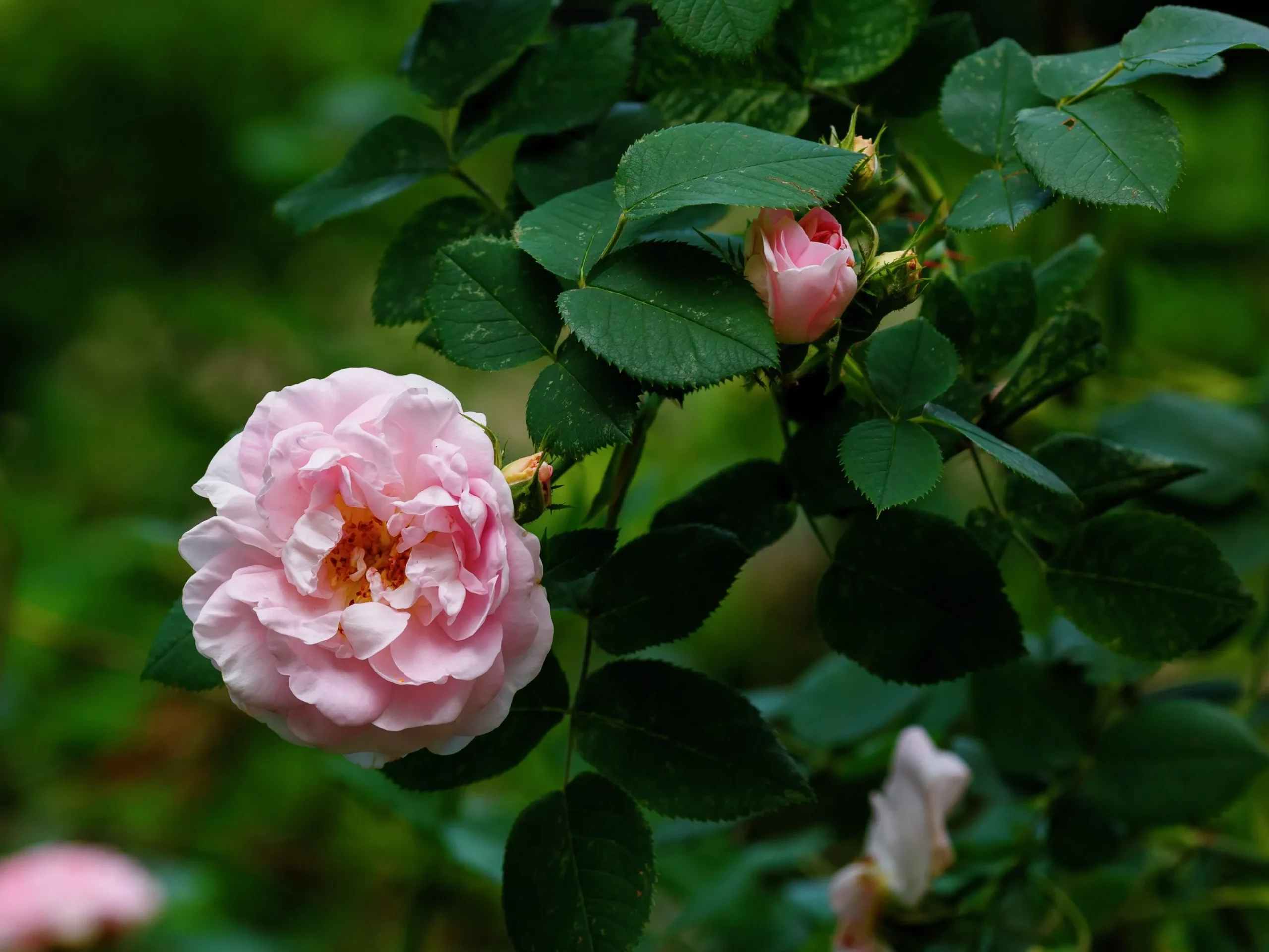 Jungfruros 'Maidens Blush' Barrotad>Omnia garden Best