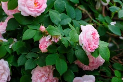 Jungfruros 'Maidens Blush' Barrotad>Omnia garden Best