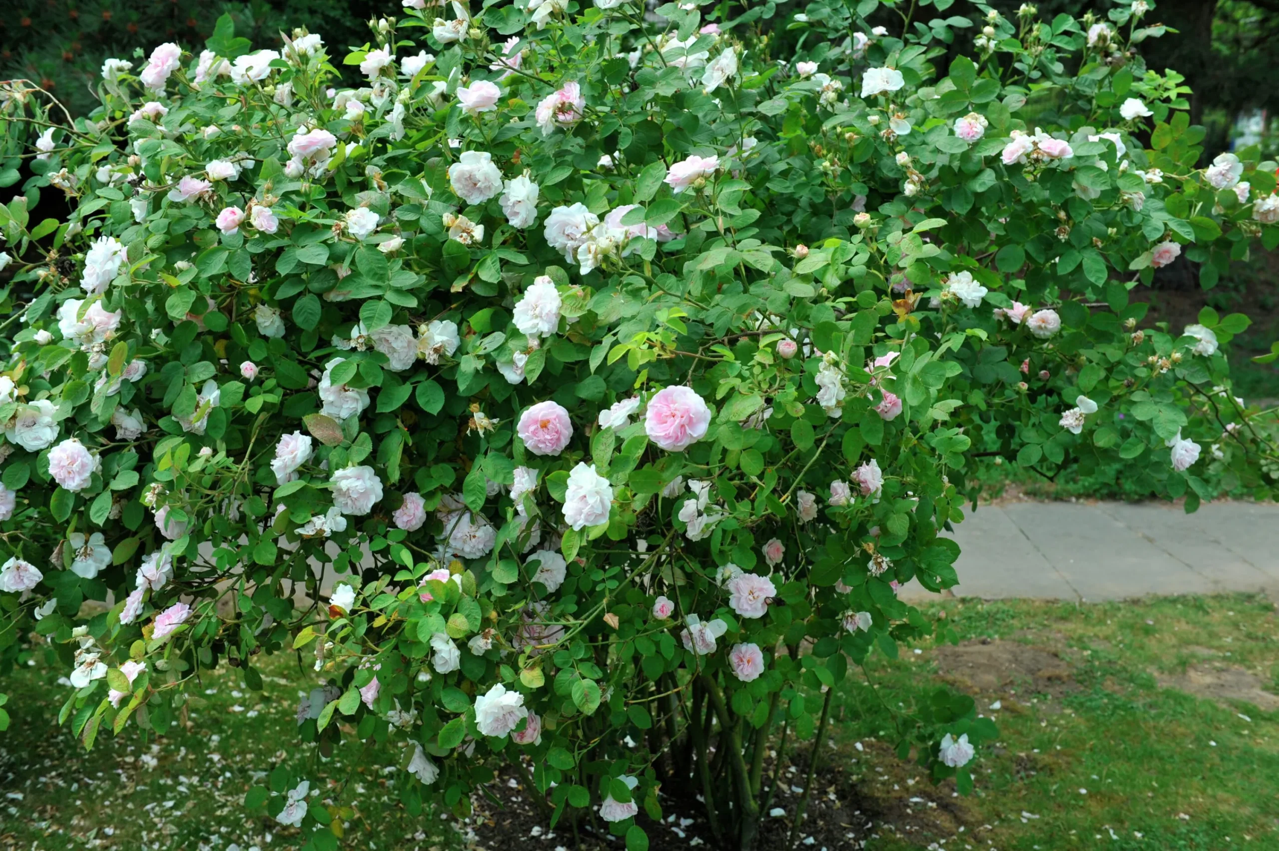 Jungfruros 'Maidens Blush' Barrotad>Omnia garden Best