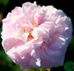 Jungfruros 'Maidens Blush' Barrotad><noscript><img width=