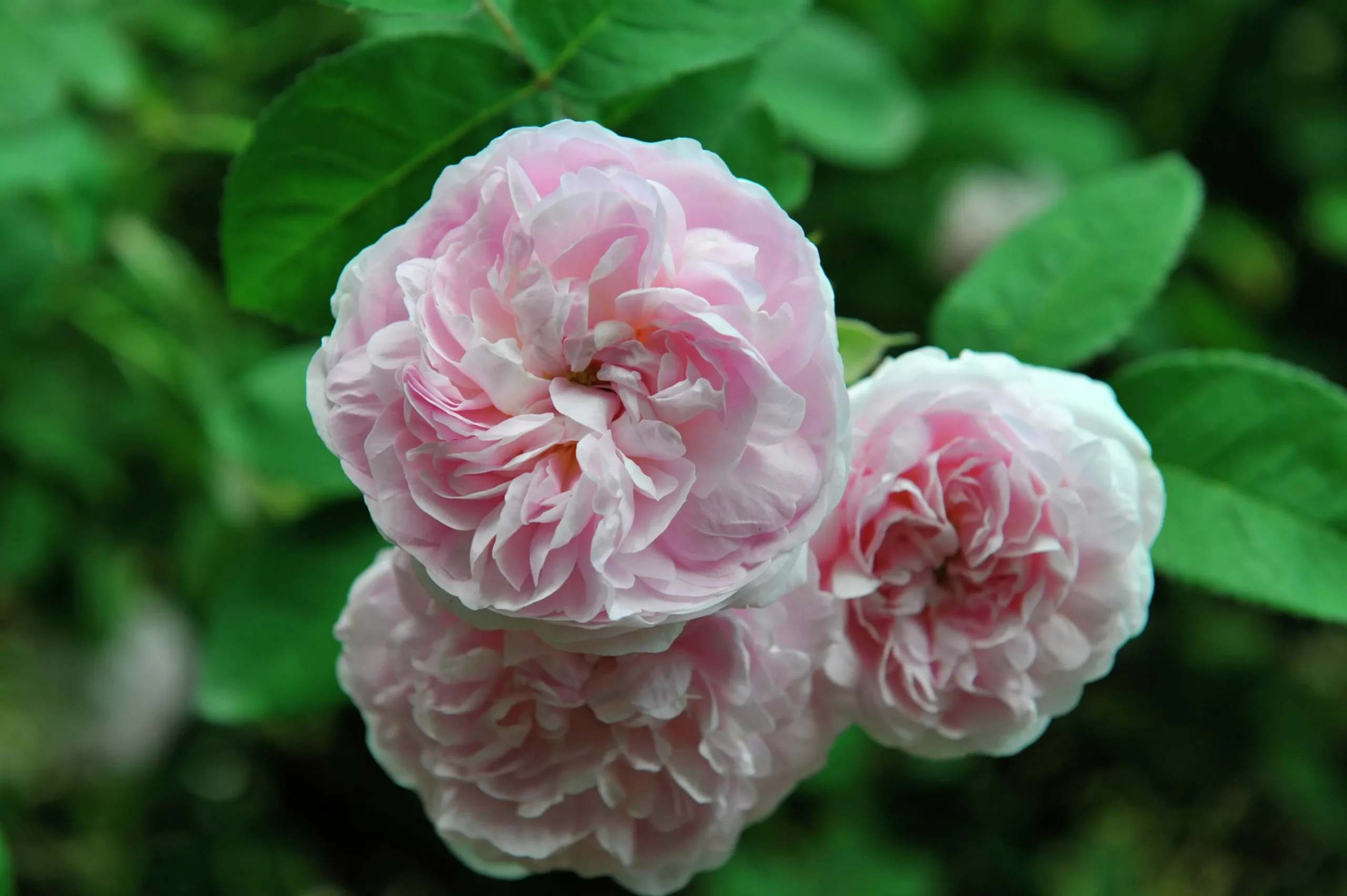 Jungfruros 'Maidens Blush' Barrotad>Omnia garden Best