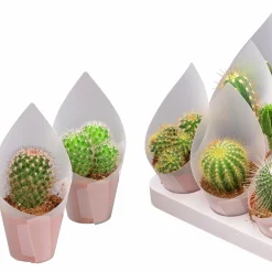 Kaktus Mix i 8,5cm kruka>Mäster Grön Clearance