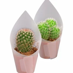 Kaktus Mix i 8,5cm kruka><noscript><img width=