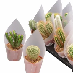Kaktus Mix i 12cm kruka>Mäster Grön New