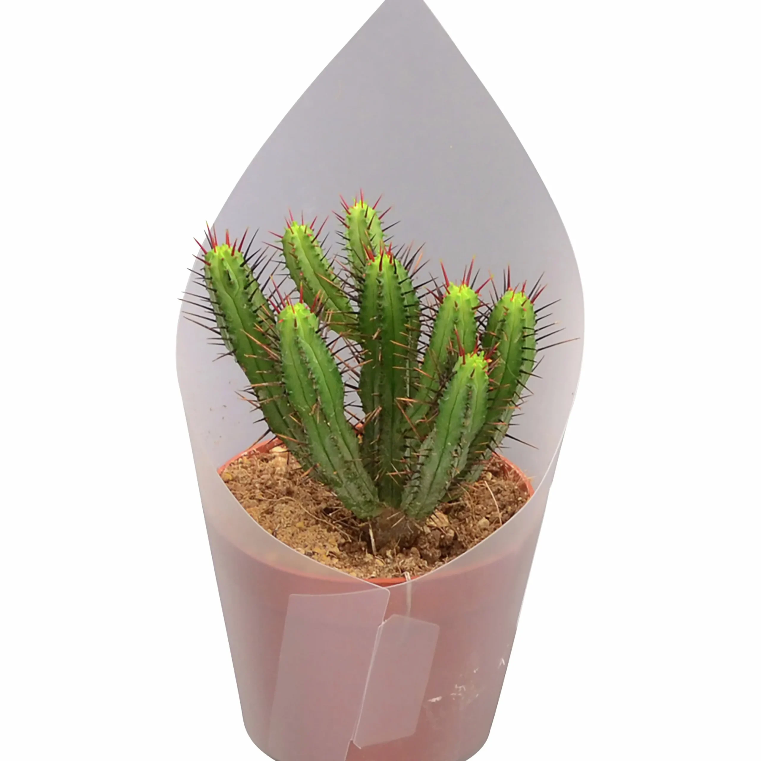 Kaktus Mix i 12cm kruka>Mäster Grön New