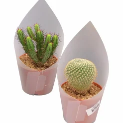 Kaktus Mix i 12cm kruka><noscript><img width=