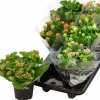 Kalanchoe i 12cm kruka>Mäster Grön Outlet