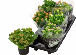 Kalanchoe i 12cm kruka>Mäster Grön Outlet