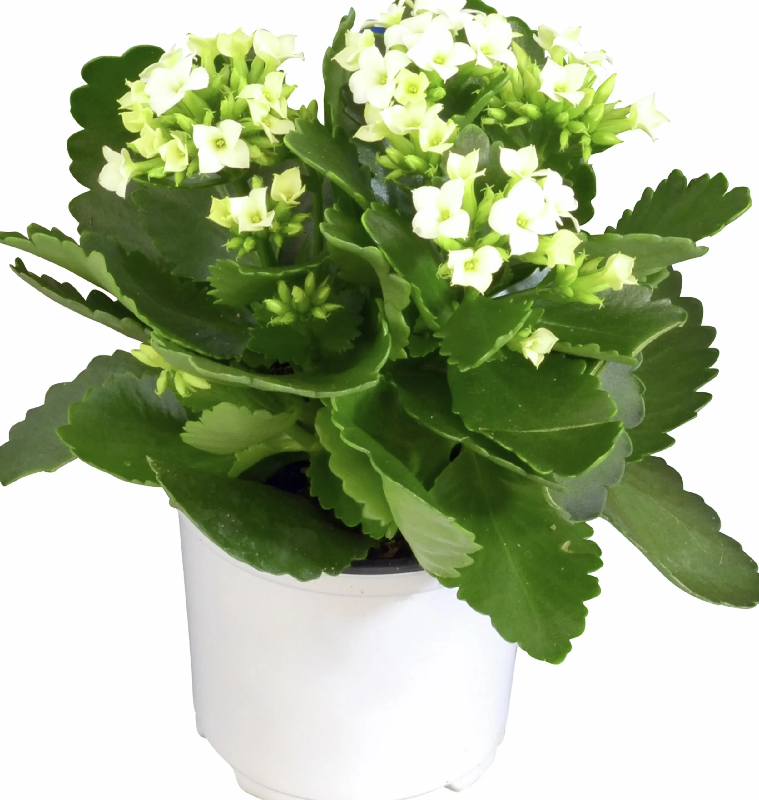 Kalanchoe Mini>Mäster Grön Online